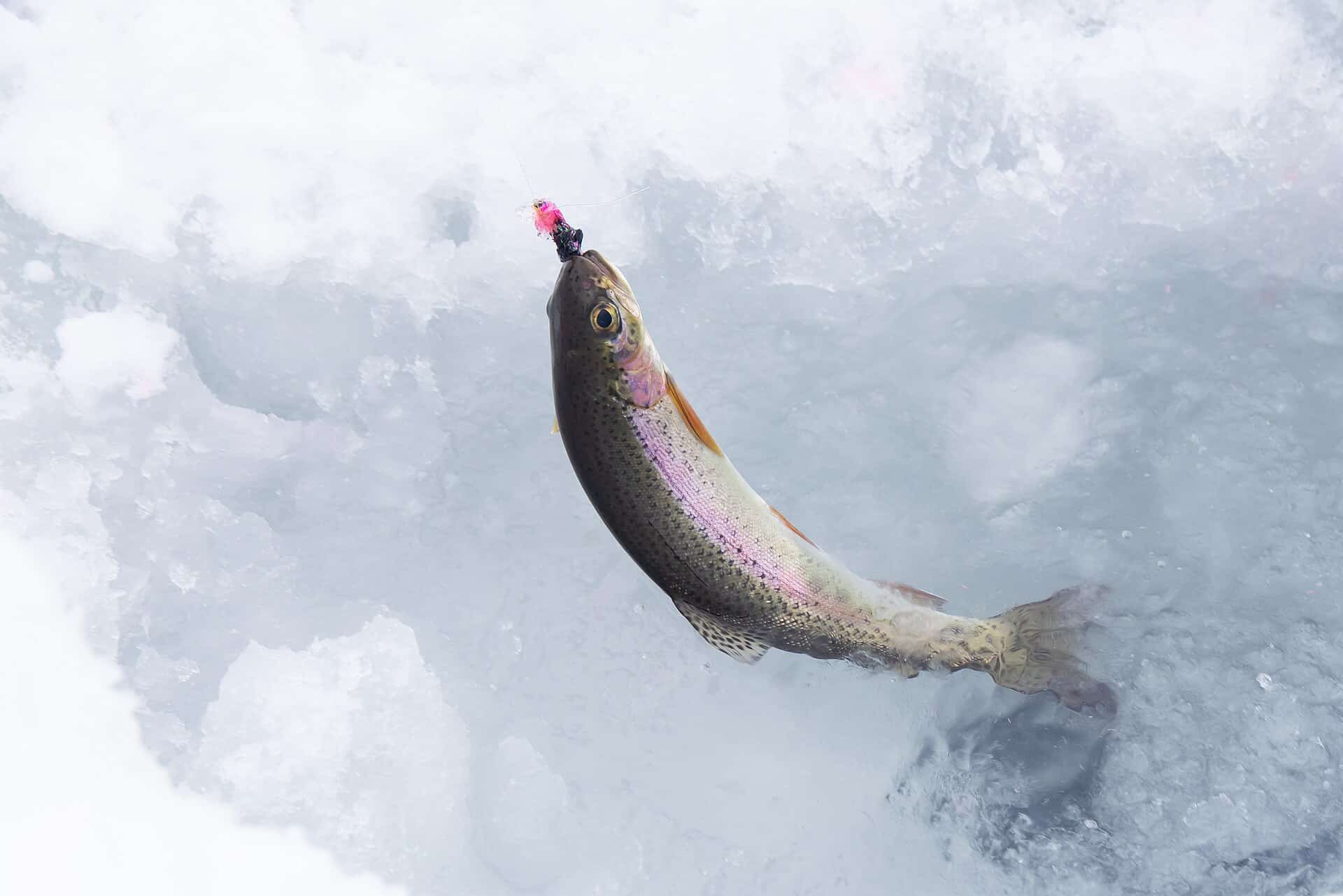 Ice Fishing for Trout and Lake Trout