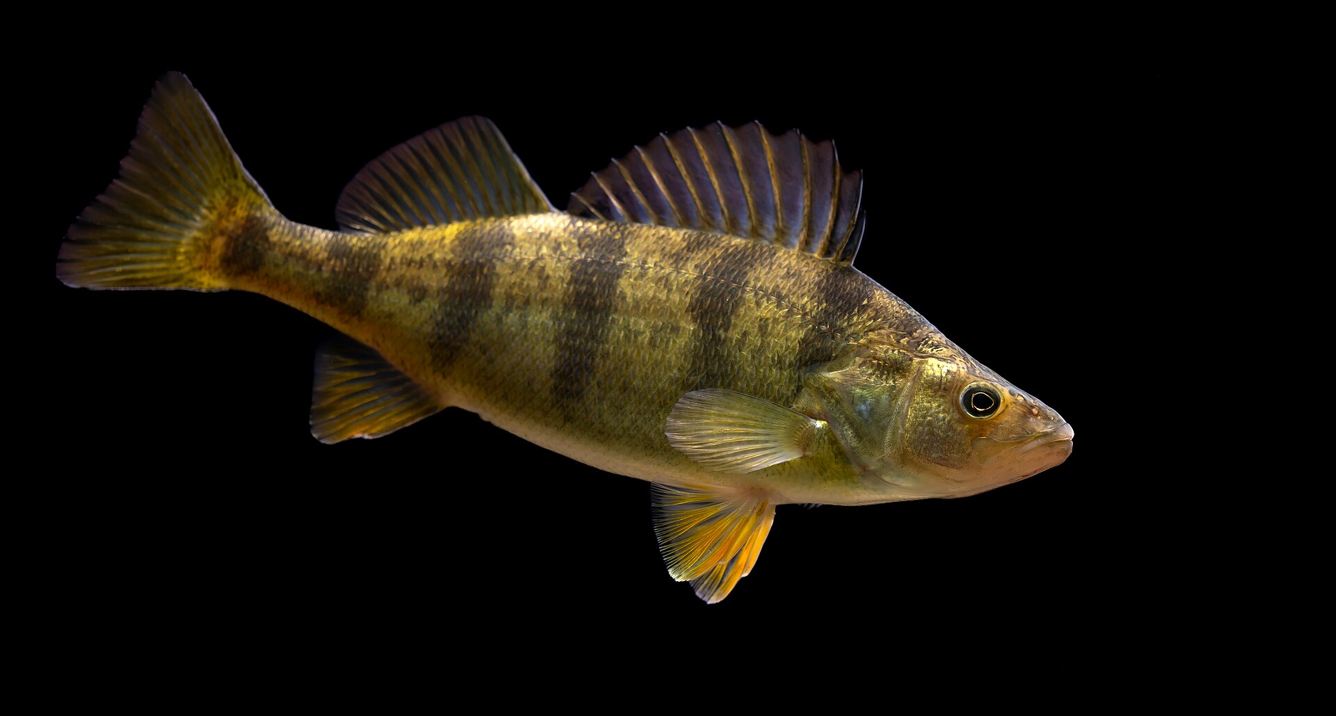 Ice Fishing for Perch: Finding Schools and Staying on Them