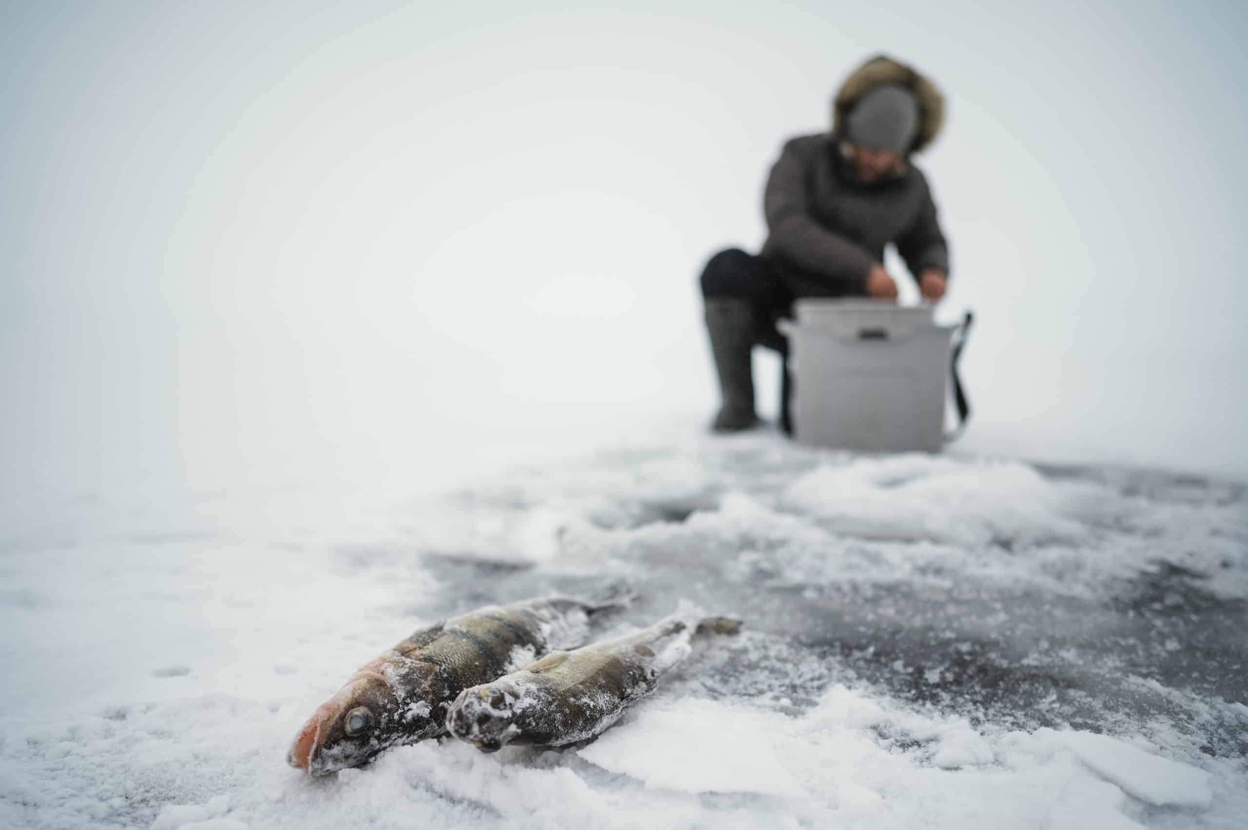 Ice Fishing for Walleye: Depth, Timing and Jig Cadence